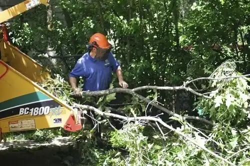 tree services Allen Park